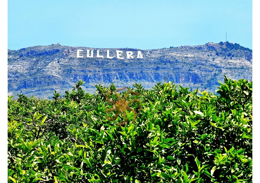 Sad pomarańczowy  Cullera, Walencja